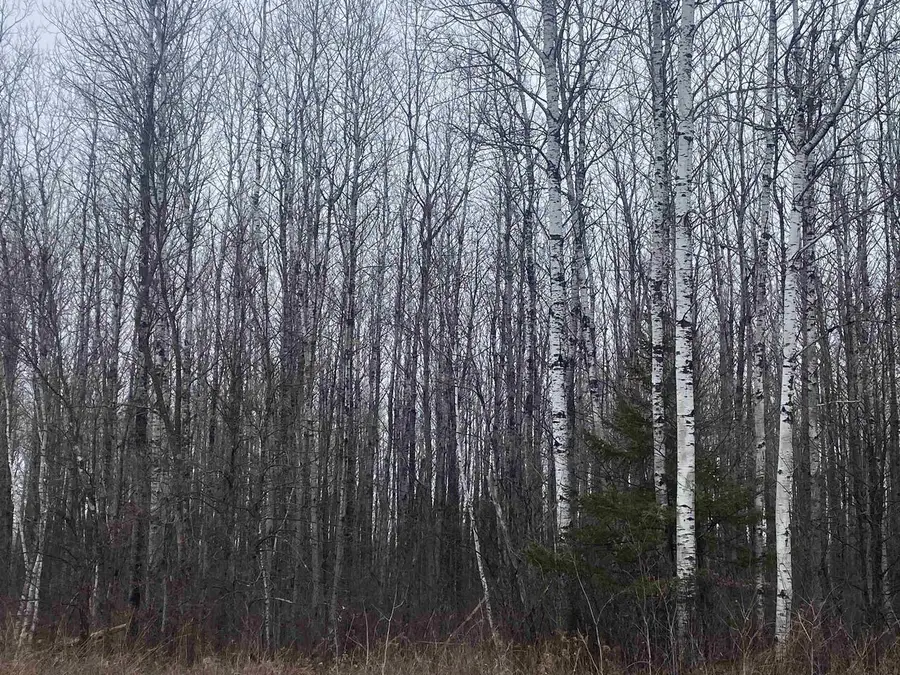 ON COUNTY ROAD E #8426-2, Tomahawk, WI 54487 - #2