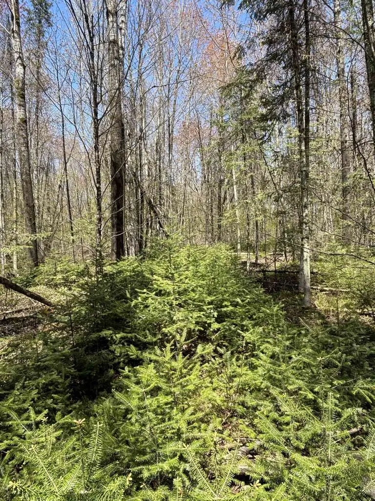 VASCHEAU ROAD, Merrill, WI 54452 - #3