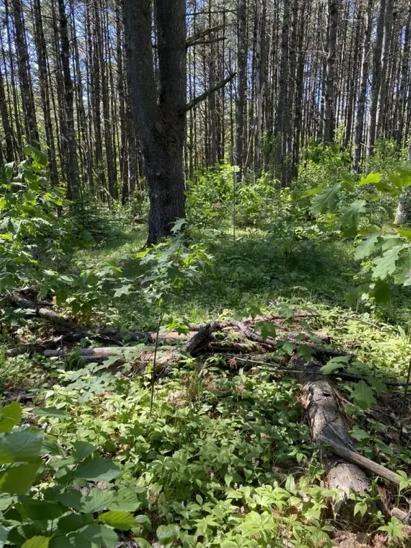 Lot 10,11,12,13 ROCKWOOD DRIVE, Minocqua, WI 54548