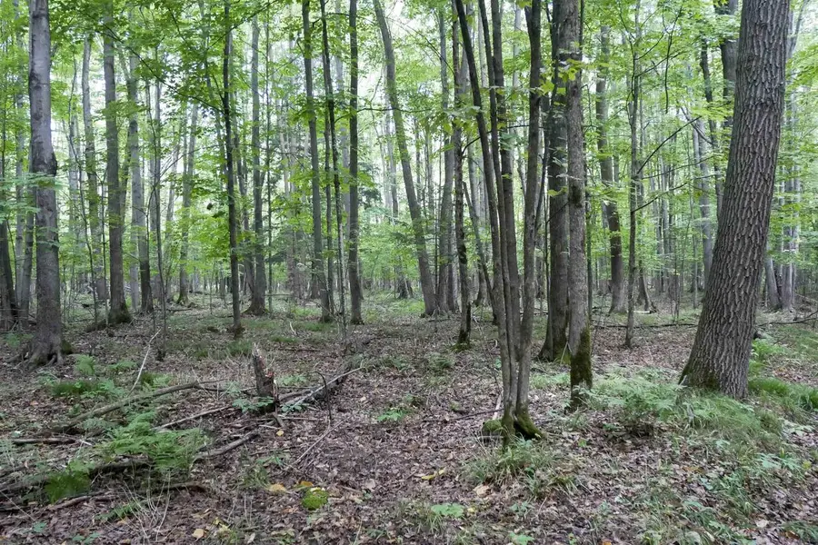 +/-80 Acres PINE AVENUE, Medford, WI 54451 - #3