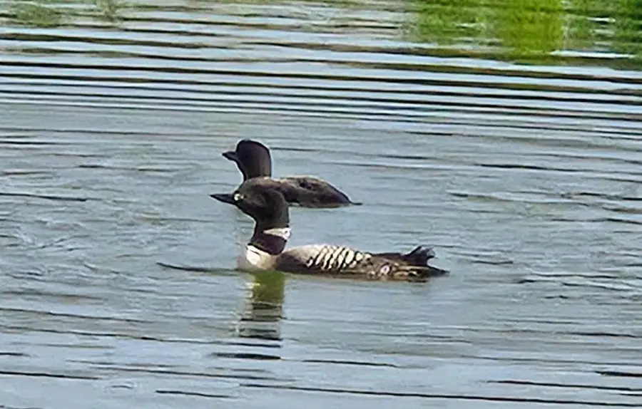 19C CRESTVIEW DRIVE, Mountain, WI 54149 - #3