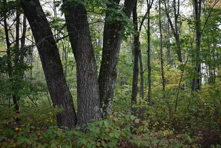 BARNES LAKE ROAD, Dunbar, WI 54119 - Image #3