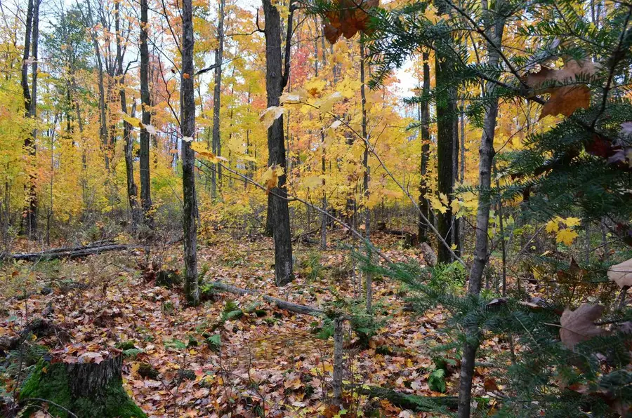 PETERSON ROAD, Gleason, WI 54435 - Image #3