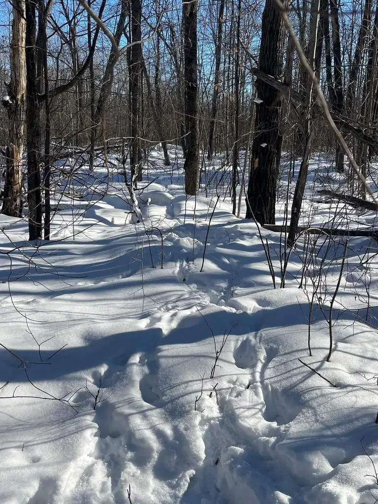 REPPERT ROAD, Exeland, WI 54835 - #1