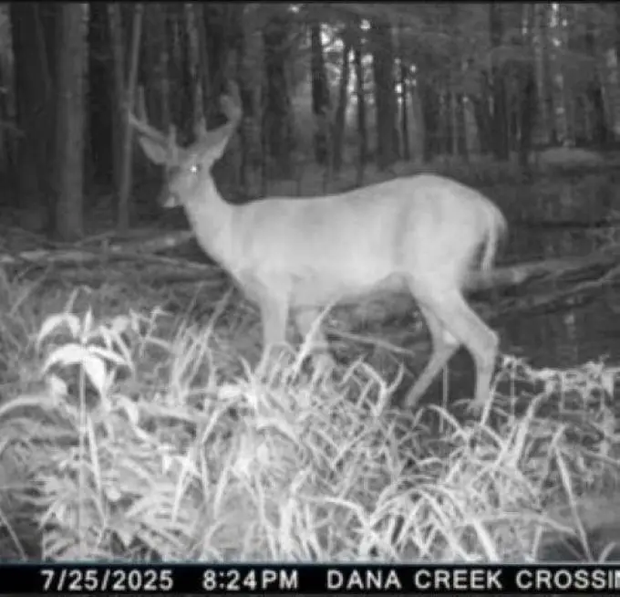 ELAND ROAD, Wittenberg, WI 54499 - #3