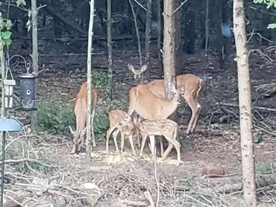 W4506 COUNTY ROAD TT, Wild Rose, WI 54984 - #2