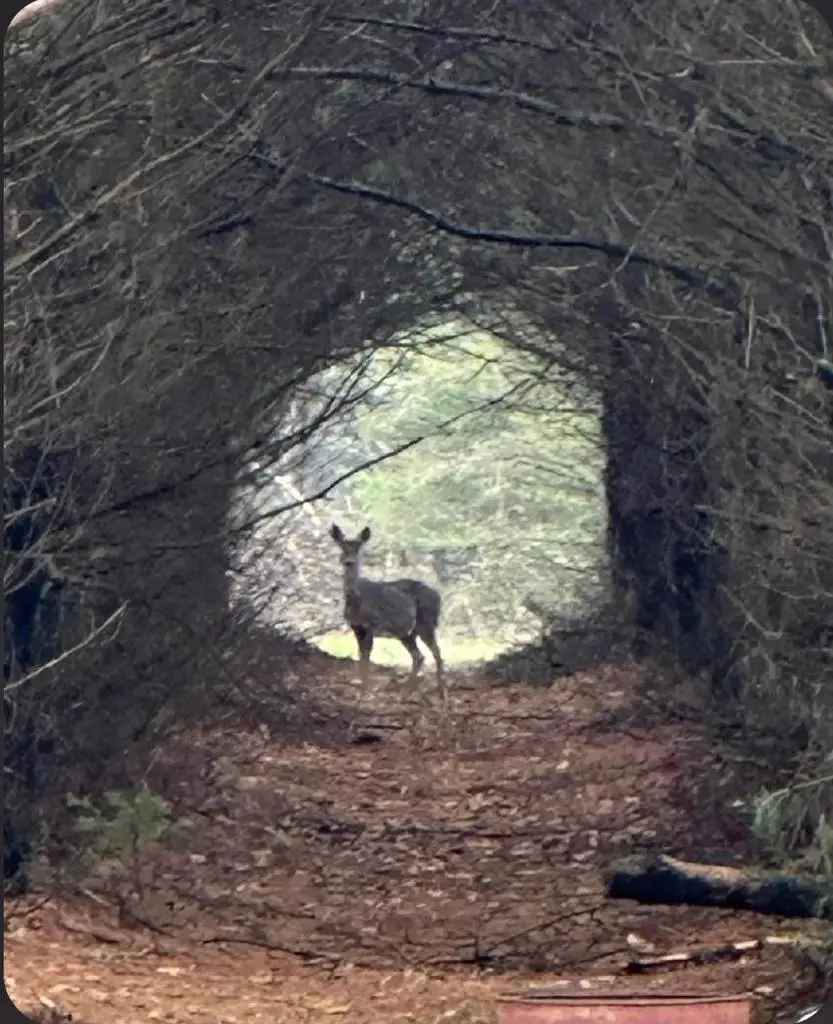 W4506 COUNTY ROAD TT, Wild Rose, WI 54984 - #3