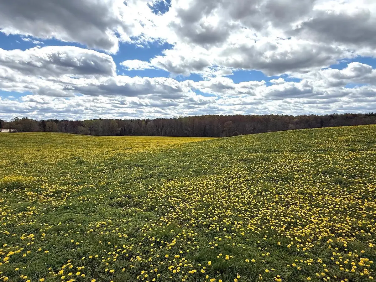 ELM ROAD, Birnamwood, WI 54414 - #1