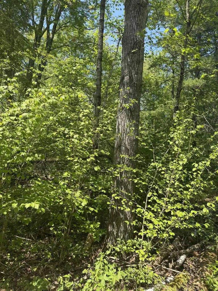 LOWER DAM ROAD, Mountain, WI 54149 - #2