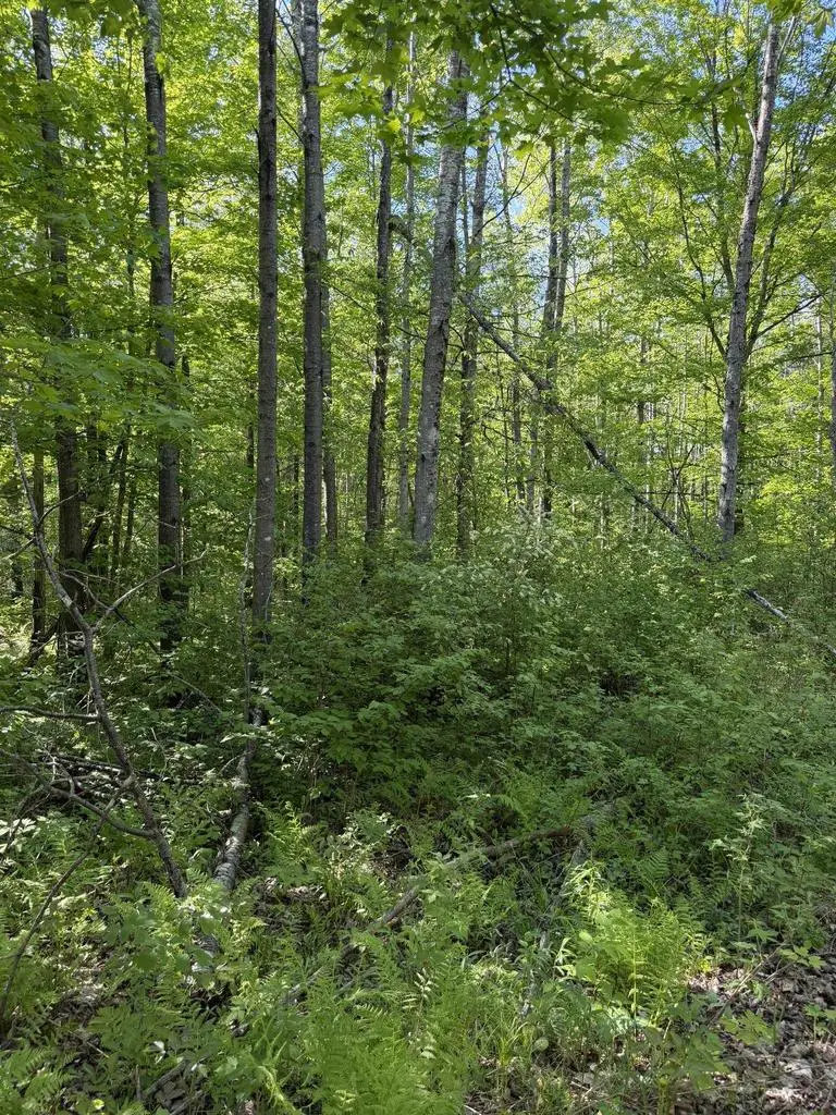 DREAM LAKE ROAD, Tipler, WI 54542 - #2