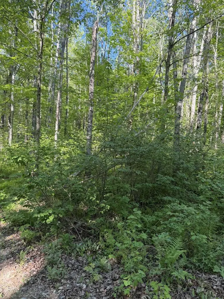 DREAM LAKE ROAD, Tipler, WI 54542 - #3