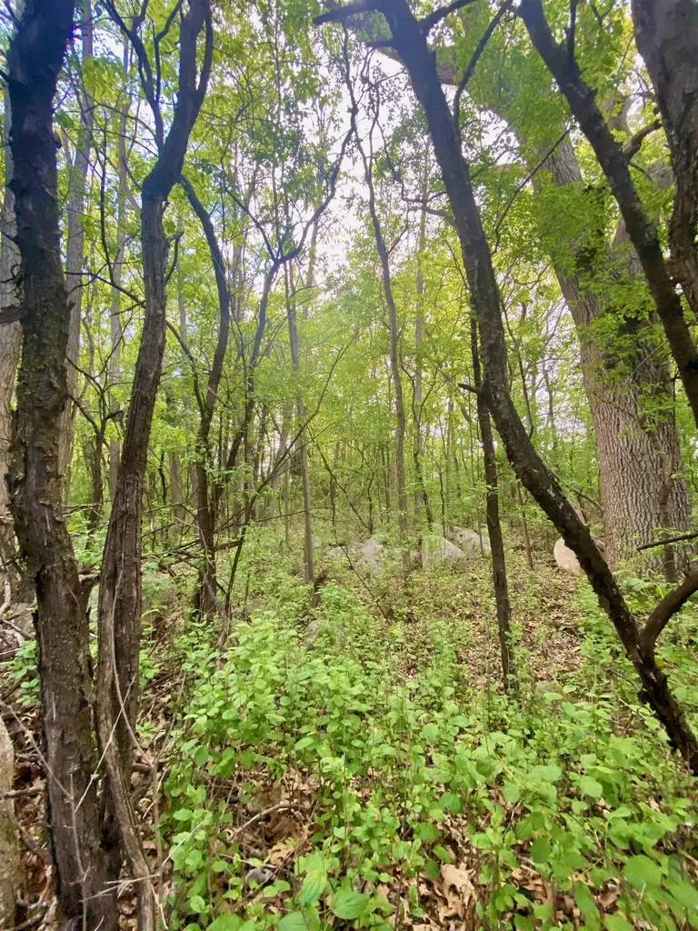 HILLSIDE DRIVE, Weyauwega, WI 54983 - #1