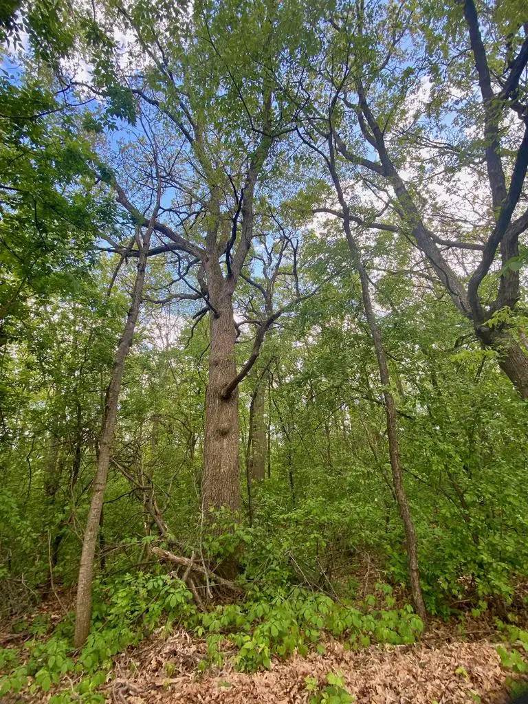 HILLSIDE DRIVE, Weyauwega, WI 54983 - #3