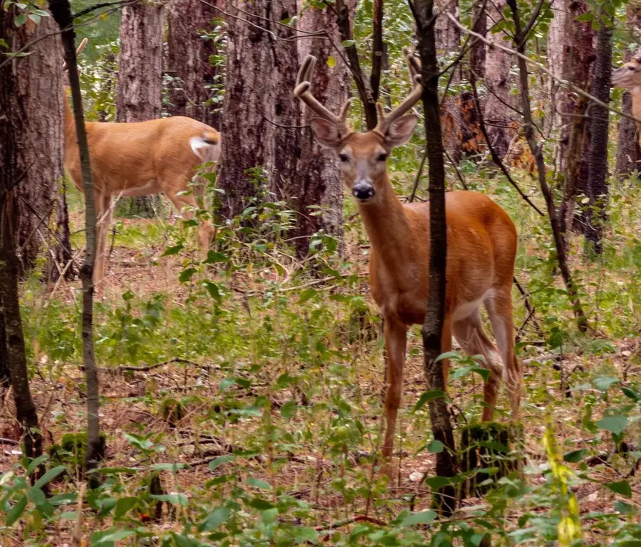 DEER PATH, Hancock, WI 54943 - #3