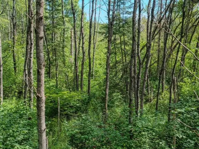 RUTH ROAD, Tripoli, WI 54564 - #3
