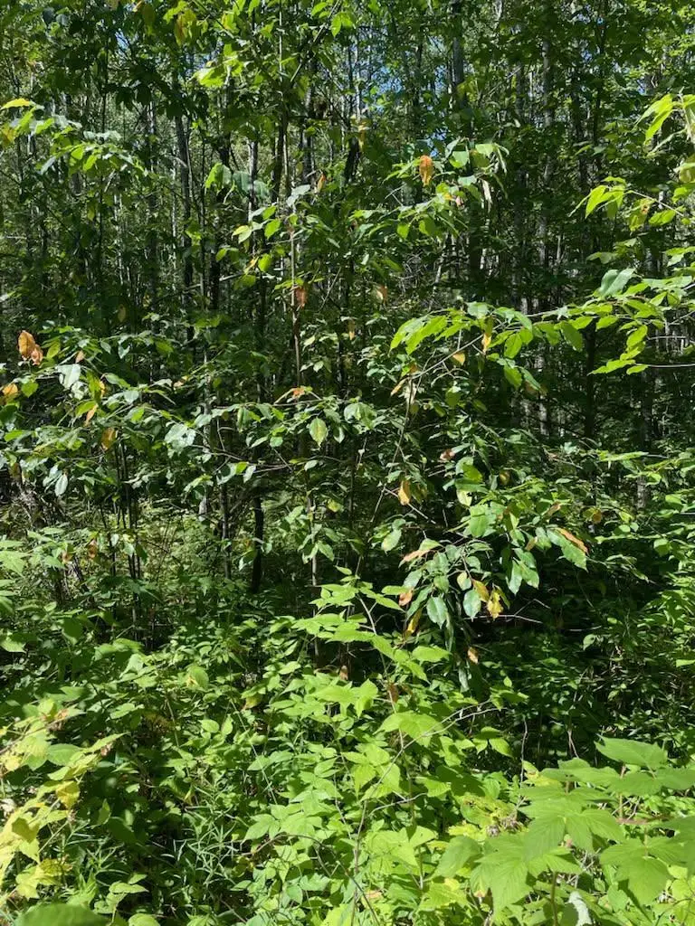 W HERZOG ROAD, Iron Mountain, MI 49801 - #3