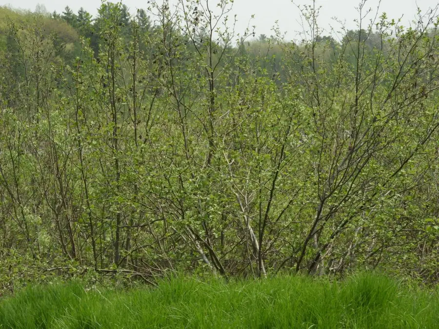 672XX E Deep Lake Rd, Iron River, WI 54847 - Image #3