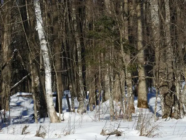 N8357 Down River Rd, Phillips, WI 54555 - #2