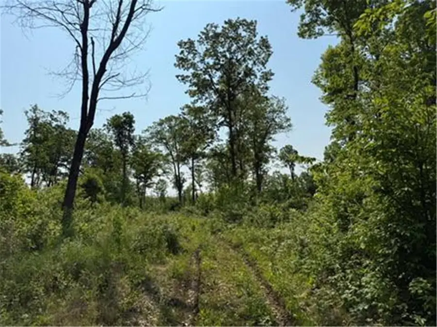 TBD County Road T, Dairyland, WI 54830 - Image #2