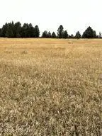 9 Colt Trail, Sundance, WY 82729 - #2