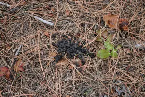 000 Lot 7 Bruin Rd, Hulett, WY 82720 - #3