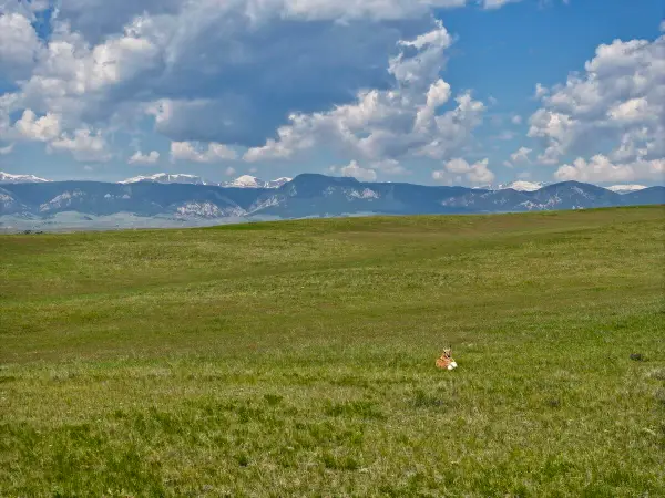 Tract 2 Trabing Road, Buffalo, WY 82834